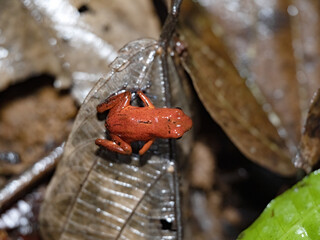 Strawberry poison dart, Dendrobates pumilio, Frog is a tiny brightly colored frog. Costa Rica