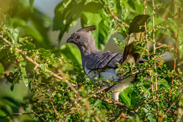 White-bellied Go-away-bird - Crinifer leucogaster, beautiful bird from African bushes and savannahs, Taita hills, Kenya.