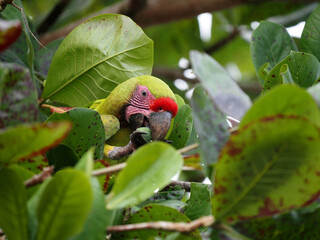 Rare Great Green Macaw Parrot, Ara ambiguus, associated with the fruit of the tree Dipteryx panamensis, Costa Rica © vladislav333222