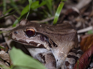 The great frog, Leptodactylus savagei, stays exclusively on the ground. Costa Rica