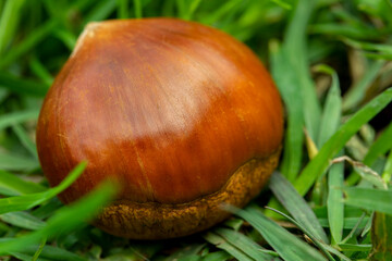 Autumn delicacies, chestnuts, white, white background