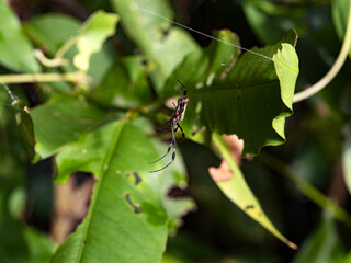 Nephila spider in the branches, Costa Rica