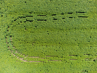 Field with blooming sunflowers aerial view, agrarian in rural areas.