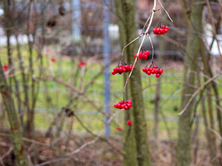 Red berries in the landscape 
