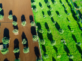 Olive grove in apulia, south italy