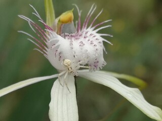 Fototapeta na wymiar Sandplain white spider orchid in full bloom