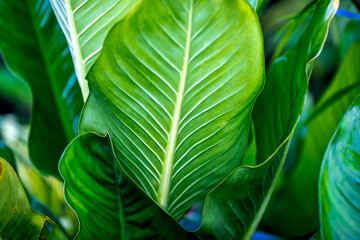 Close-up background view of leaves (green, colorful, black) according to the direction of light and growth, natural beauty, wallpaper of planted trees planted in the garden or home interior, shelter