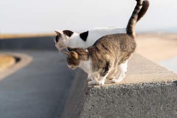 並んでいる猫