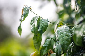 Close-up background view of leaves (green, colorful, black) according to the direction of light and growth, natural beauty, wallpaper of planted trees planted in the garden or home interior, shelter