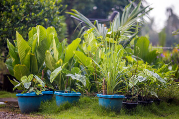 Close-up background view of leaves (green, colorful, black) according to the direction of light and...
