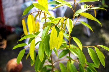 Close-up background view of leaves (green, colorful, black) according to the direction of light and...