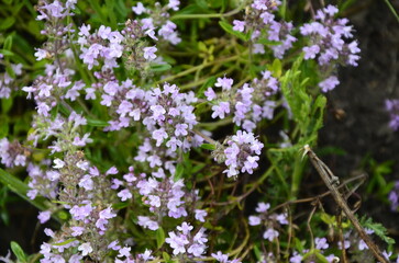 fresh thyme in garden outdoor.Thymus with flowers .