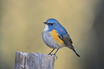 冬の公園や夏の高山で見られる身近な青い美しい小鳥ルリビタキ
