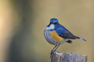 Obraz premium 冬の公園や夏の高山で見られる身近な青い美しい小鳥ルリビタキ