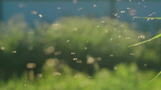 Swarm of midges flying over grass on sunny day. Creative. Lot of midges are flying in meadow on background of sun's rays. Macrocosm of summer meadow. Insects