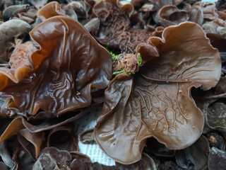 large fresh wood ear mushroom in the winter close up