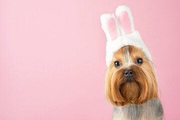 Funny dog with rabbit ears on a pink background, space for text. Easter concept, Easter Bunny.