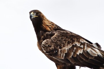 Golden eagle isolated on white background