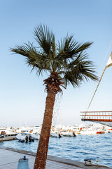 beautiful palm tree in the port against the backdrop of the sea, yachts and ships. Summer vacation at the sea