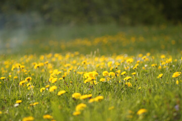 Sunny meadow with dandelions in nature in warm spring on sunlight. 