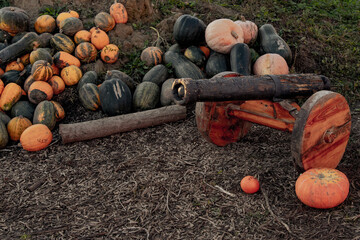 Wooden Cannon among harvested pumpkins