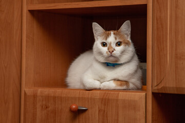 White and Red Cat Lying at Wardrobe Shelf