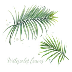 Digital watercolor painting tropical coconut palm leaves isolated on white background. Vector floral elements.