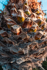 Beautiful texture of the palm tree bark, close-up