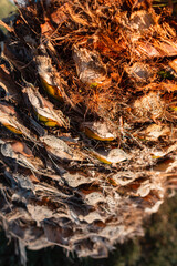 Macro texture of the tree palm tree bark. Natural pattern. Summer concept