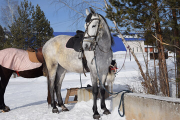 Gray muscular horse with a saddle and bridle for children to ride in winter. Winter games and outdoor fun. Horses in nature in the snow. Russia, Ural 