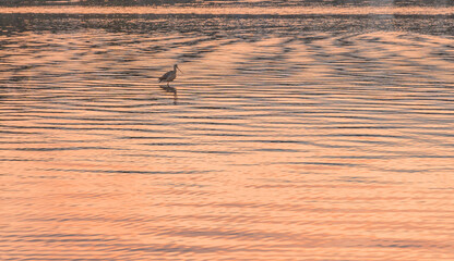 Birds search for food in the bay waters in California. They are reflected in the still waters of early morning calm