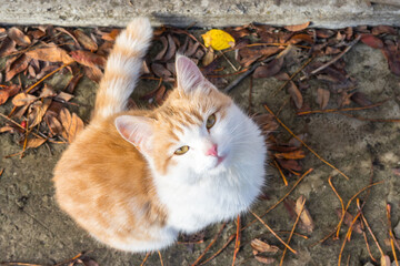 Homeless white-red kitten sitting on the ground and begging to t