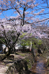 宮島のお堀に咲く桜と鹿