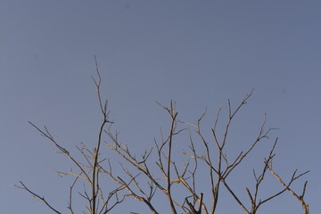 branches against blue sky