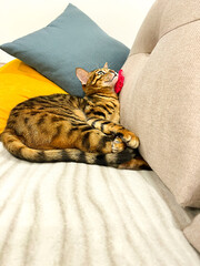 Bengal cat lying on the couch with a red heart