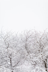 Beautiful snowy trees with branches on a cold winter day