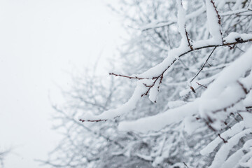 Amazing snowy garden with beautiful trees with snow on the branches on a winter day.