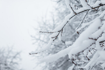 beautiful winter garden with snow on the tree branches. Cold snowy winter nature