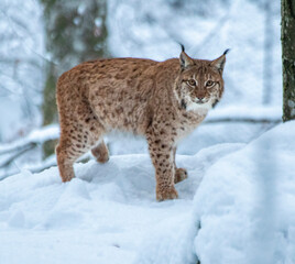 Obraz premium lynx in snow