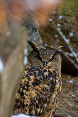 great horned owl