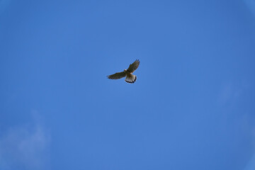 common kestrel, Falco tinnunculus, hovering over its prey