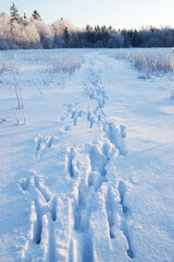 Wild animal tracks in snow, winter field landscape.