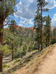 The deep orange of the sandstone Hoodoos against the deep green of the trees in Bryce Canyon National Park adds to the natural beauty of the vistas