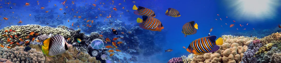 Cercles muraux Bleu foncé Panorama sous-marin des récifs coralliens avec des poissons tropicaux