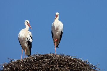Weißstorch / White stork / Ciconia ciconia