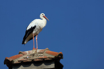 Weißstorch / White stork / Ciconia ciconia