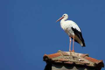 Weißstorch / White stork / Ciconia ciconia