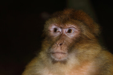 Berberaffe / Barbary macaque / Macaca sylvanus