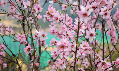 close up on beautiful almond flower