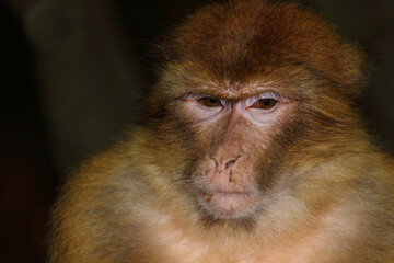Berberaffe / Barbary macaque / Macaca sylvanus